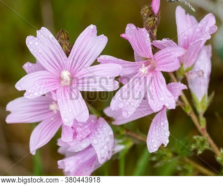 Malva Covered In Raindrops In Bloom. San Mateo County, California, Usa.