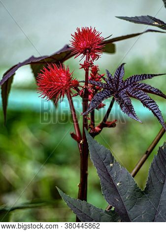 Bright Interesting Plant With The Latin Name Ricinus Communis, Macro