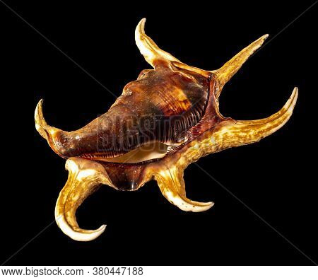 Sea Shell Isolated On A Black Background. Lambis Is A Genus Of Large Sea Snails Sometimes Known As S