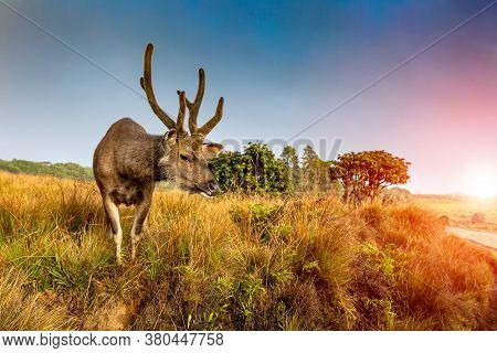 Deer On A Background Of Beautiful Sky And Clouds. In The Background Is A Forest And A Tree. Sambar D