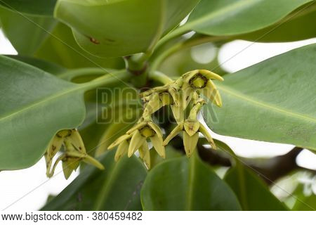 Flower Of Sonneratia Alba. The Wilted Petals Are Just The Poles Of The Flower.