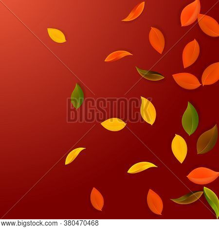 Falling Autumn Leaves. Red, Yellow, Green, Brown Neat Leaves Flying. Gradient Colorful Foliage On Si