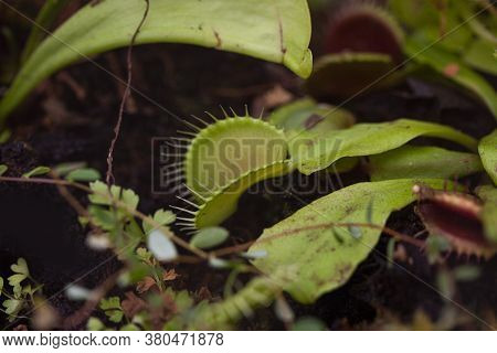 Venus Flytrap - In Latin Dionaea Muscipula, Is A Meat Eating Or Carnivorous Plant And Use Rapid Leaf