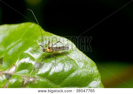 mirid bug