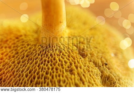 nature and environment concept - close up of suillus bovinus mushroom