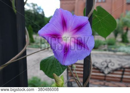 Close Shot Of One Purple Flower Of Ipomoea Purpurea In July
