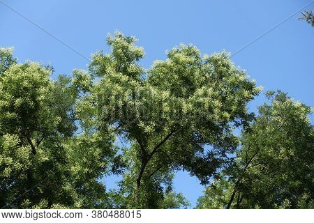 Blossoming Branches Of Sophora Japonica Tree Against Blue Sky In July