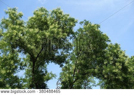Blue Sky And Blossoming Branches Of Sophora Japonica In July