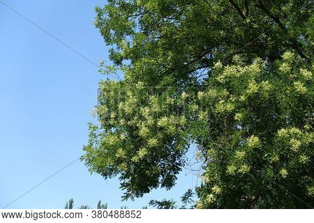Branches Of Blossoming Sophora Japonica Tree Against Blue Sky In July