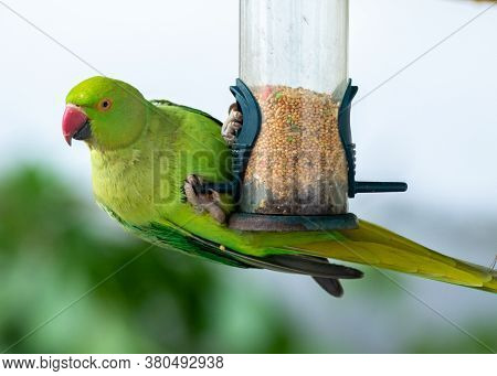 Beautiful Wild Green Parakeet Bird Hanging From A Garden Feeder