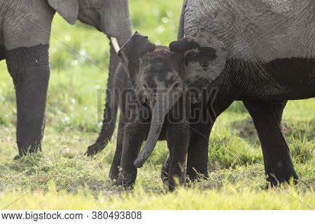 In Amboseli National Park - Kenya © Stu Porter African Photo Safaris