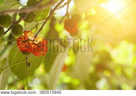 Paper Tree In The Park. Fruit Close-up.. Broussonetia Papyrifera.