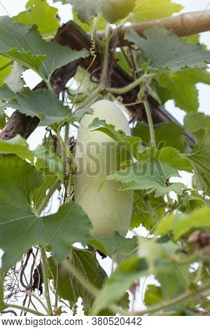 Fresh Winter Melon, White Gourd, Winter Gourd Or Ash Gourd Is Vegetable Hanging On The Tree In The G