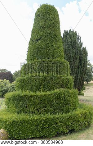 A Close Up View Of A Large Common Juniper Tree That Has Been Sculpted To Look Like A Top Hat