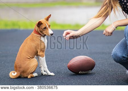 basenji pedigree