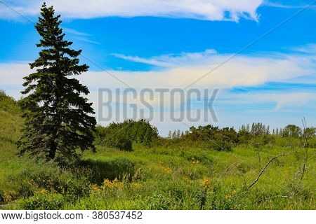 Lone Spruce Prairie Park Summer Open Sky Landscape