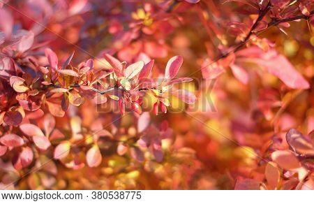 Red Cornus Mas Berry On Tree Branch