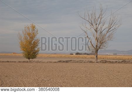 Trees in a plain in the Gallocanta Lagoon Natural Reserve. Aragon. Spain.
