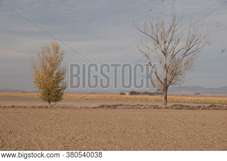 Trees in a plain in the Gallocanta Lagoon Natural Reserve. Aragon. Spain.