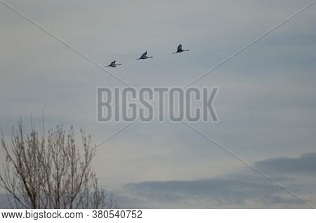 Common Cranes In The Gallocanta Lagoon. Aragon.