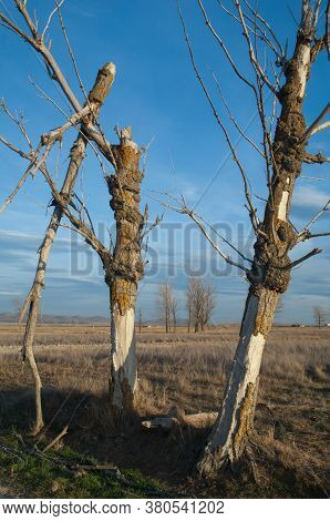 Dead trees. Gallocanta Lagoon Natural Reserve. Aragon. Spain.