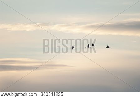 Common Cranes In Flight In The Gallocanta Lagoon.