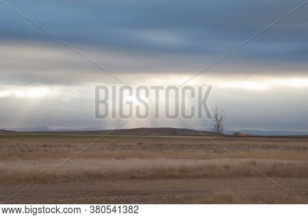Tree in a meadow. Gallocanta Lagoon Natural Reserve. Aragon. Spain.