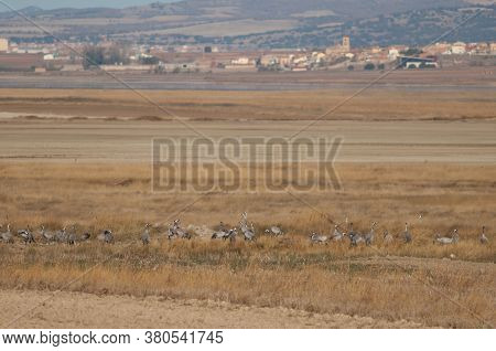Common Cranes And Gallocanta Village In The Background.