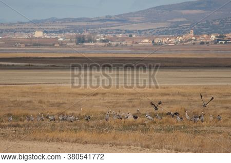 Common Cranes And Gallocanta Village In The Background.