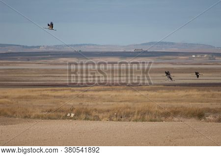 Common Cranes In Flight In The Gallocanta Lagoon.