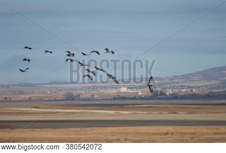 Common Cranes In Flight In The Gallocanta Lagoon.