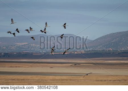 Common Cranes In Flight In The Gallocanta Lagoon.