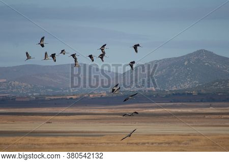 Common Cranes In Flight In The Gallocanta Lagoon.