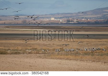 Common Cranes Grus Grus In The Gallocanta Lagoon.