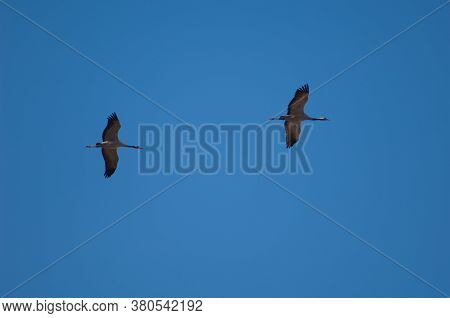 Common Cranes Grus Grus In Flight. In The Gallocanta Lagoon.