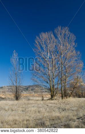 Trees in a meadow. Gallocanta Lagoon Natural Reserve. Aragon. Spain.