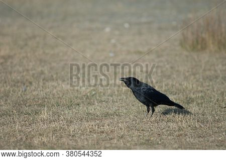 Carrion crow Corvus corone with corn grains in its beak. Gallocanta Lagoon Natural Reserve. Aragon. Spain.