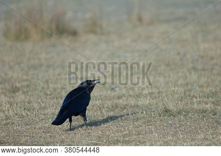Carrion crow Corvus corone with corn grains in its beak. Gallocanta Lagoon Natural Reserve. Aragon. Spain.