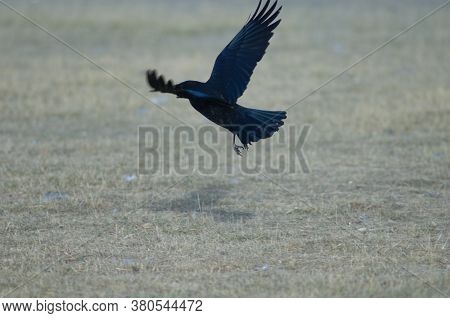 Carrion crow Corvus corone taking flight. Gallocanta Lagoon Natural Reserve. Aragon. Spain.