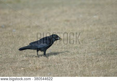 Carrion crow Corvus corone with corn grains in its beak. Gallocanta Lagoon Natural Reserve. Aragon. Spain.