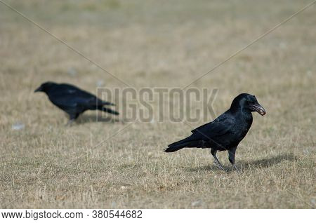 Carrion crows Corvus corone with acorns in its beak. Gallocanta Lagoon Natural Reserve. Aragon. Spain.