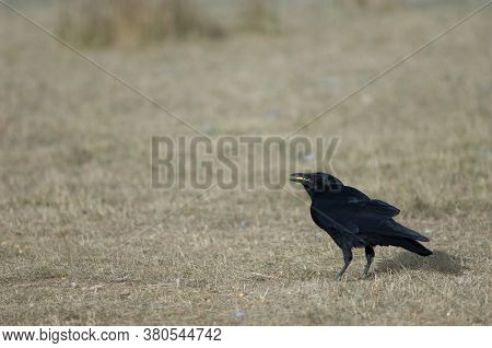 Carrion crow Corvus corone with corn grains in its beak. Gallocanta Lagoon Natural Reserve. Aragon. Spain.