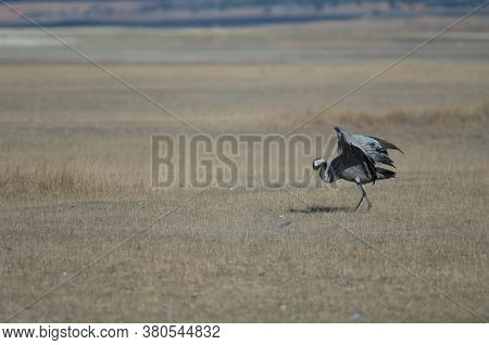 Common crane Grus grus limping without part of one leg. Gallocanta Lagoon Natural Reserve. Aragon. Spain.