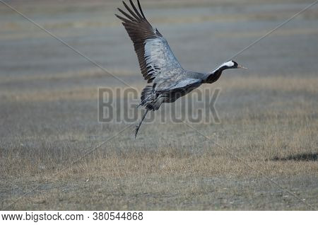 Common crane Grus grus without part of one leg taking flight. Gallocanta Lagoon Natural Reserve. Aragon. Spain.