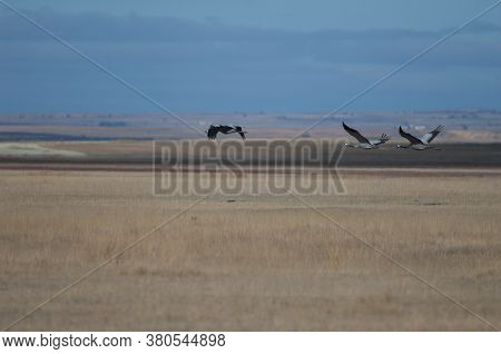 Common cranes Grus grus in flight. Gallocanta Lagoon Natural Reserve. Aragon. Spain.