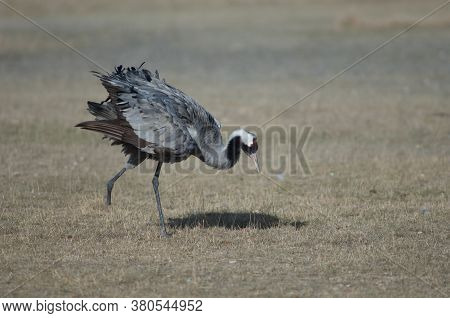 Common crane Grus grus without part of one leg. Gallocanta Lagoon Natural Reserve. Aragon. Spain.