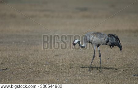 Common crane Grus grus. Gallocanta Lagoon Natural Reserve. Aragon. Spain.