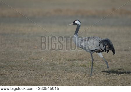 Common crane Grus grus without a leg. Gallocanta Lagoon Natural Reserve. Aragon. Spain.