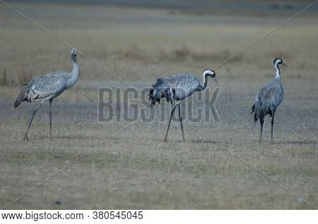 Common cranes Grus grus. Two adults and one juvenile. Gallocanta Lagoon Natural Reserve. Aragon. Spain.