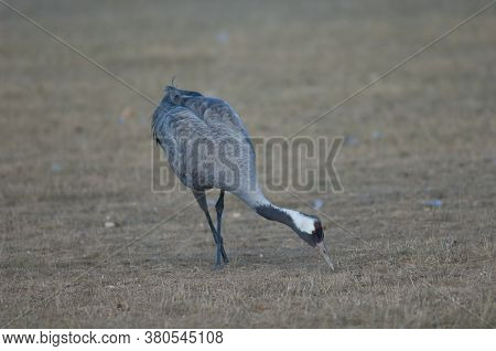 Common crane Grus grus without part of one leg searching for food. Gallocanta Lagoon Natural Reserve. Aragon. Spain.